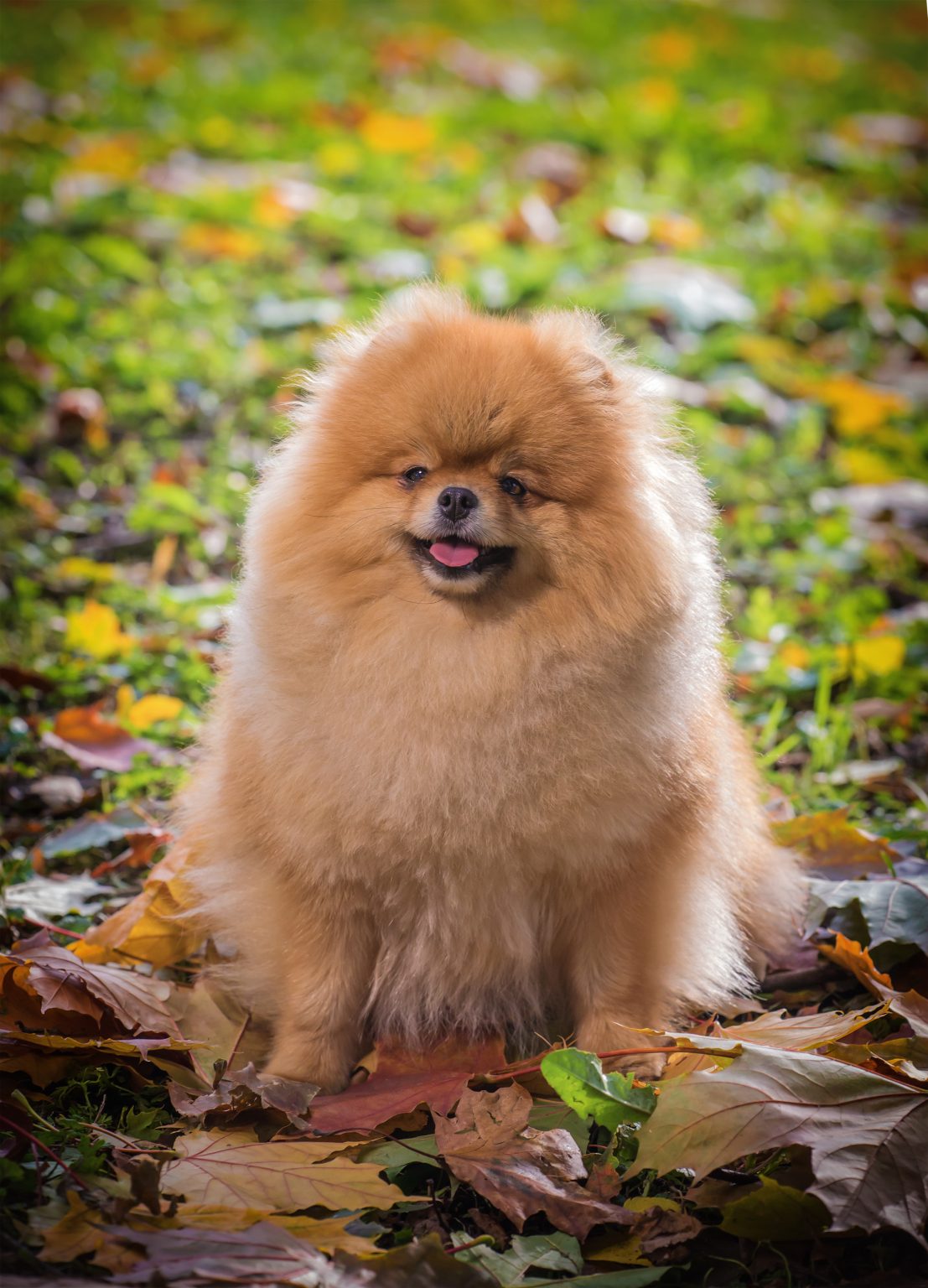 Forms | Best Friends Animal Hospital